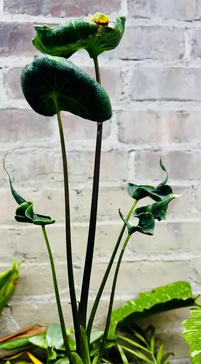 plant/Alocasia Teletubbies-4-thumbnail