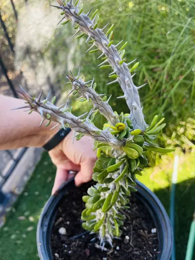 plant/Octillio, gallon size, exact one-0-thumbnail