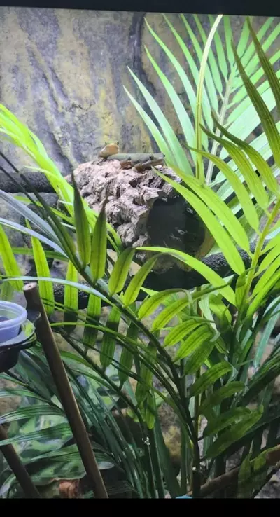 plant/RTB pair lined day geckos-4-thumbnail