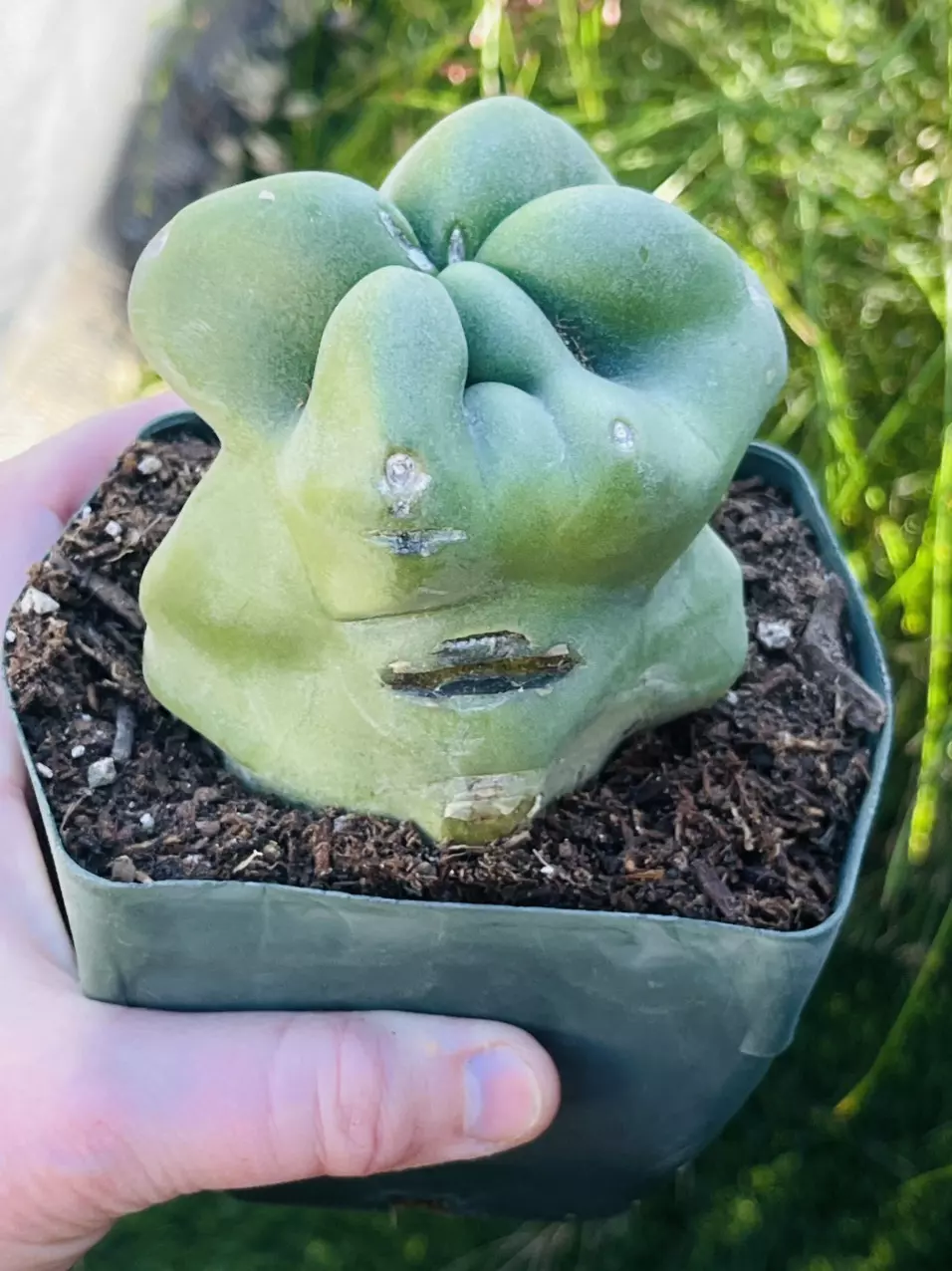 plant/Monstrose Totem Pole Cactus, Small, 4” pot size-0