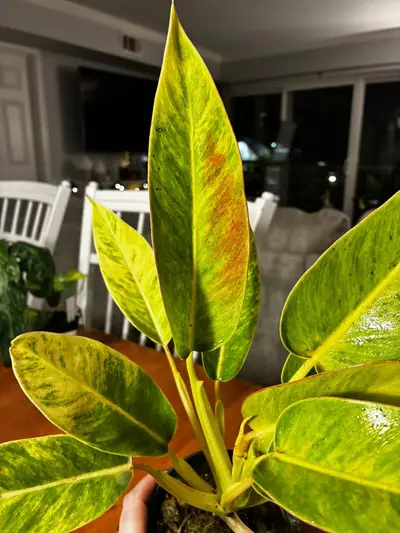 plant/Calkin’s Gold-2-thumbnail