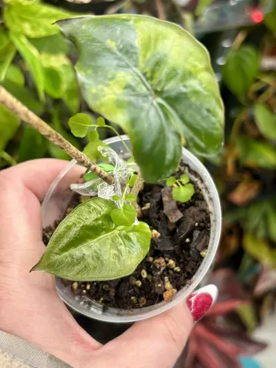 plant/Alocasia Yucatán Princess Aurea Variegated-2-thumbnail