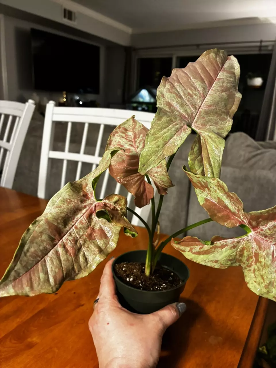 plant/Milk Confetti-2