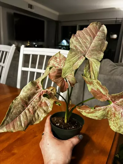 plant/Milk Confetti-2-thumbnail