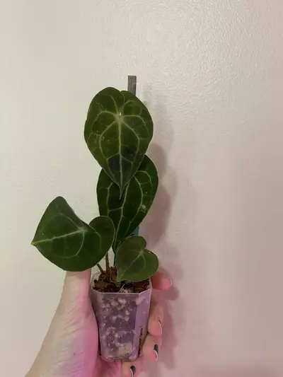 plant/Anthurium Clarinervium-2-thumbnail