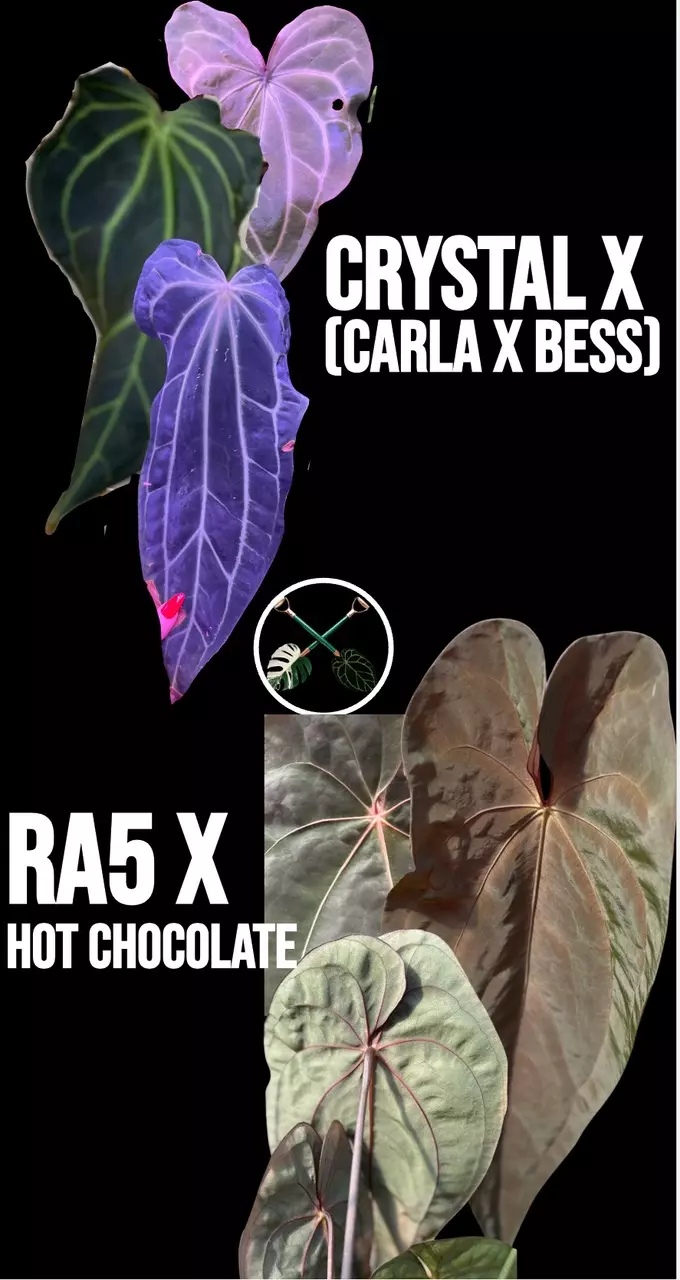 plant/[Crystal x (Carla x Bess)] X (RA5 x Hot Chocolate) SKG-0