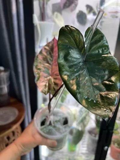 plant/Pink serendipity-1-thumbnail