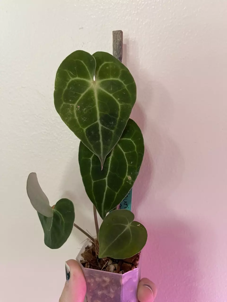 plant/Anthurium Clarinervium-1