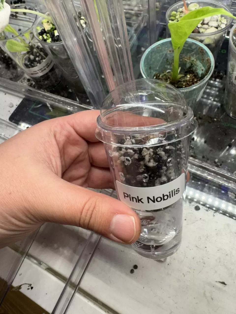 plant/Pink Nobilis Corm-3