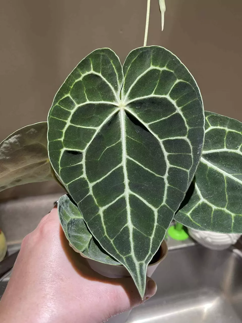 plant/Anthurium Clarinervium-6