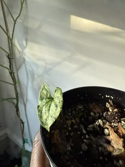 plant/Syngonium Mojito Mottled-2-thumbnail