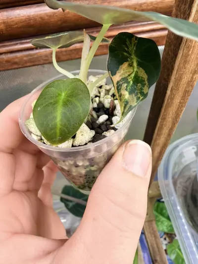 plant/Alocasia Black Velvet GOLD var✨-3-thumbnail