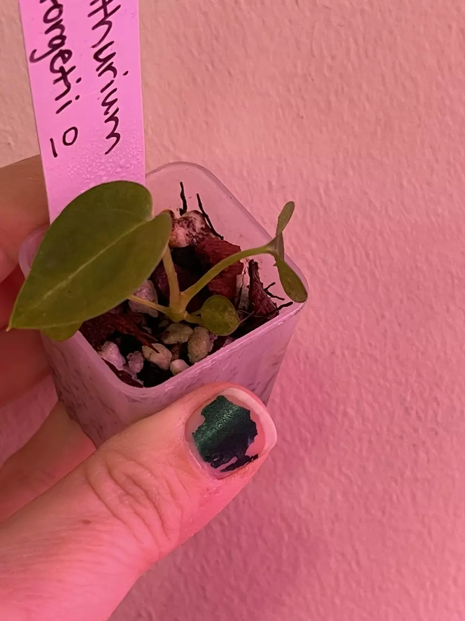 plant/Anthurium Forgetii X Self Seedling 10-0