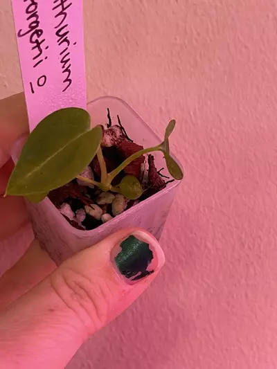 plant/Anthurium Forgetii X Self Seedling 10-0-thumbnail