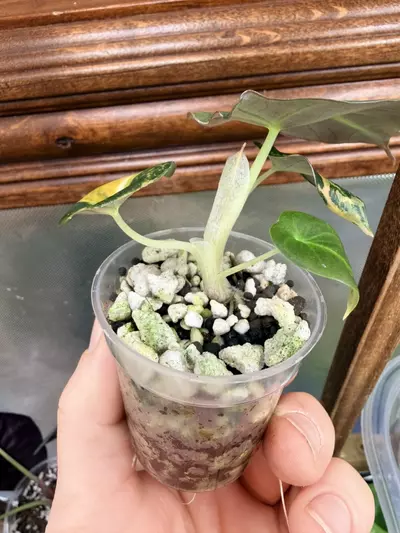 plant/Alocasia Black Velvet GOLD var✨-4-thumbnail