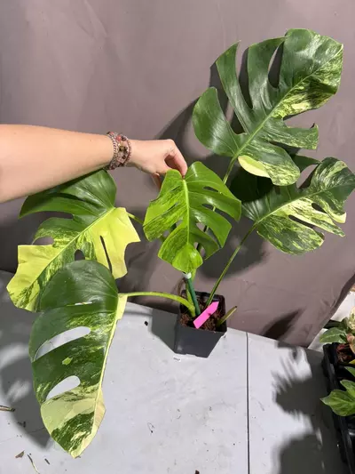 plant/Tri-color aurea monstera 0905-0-thumbnail