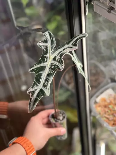 plant/Pink Nobilis Corm-1-thumbnail