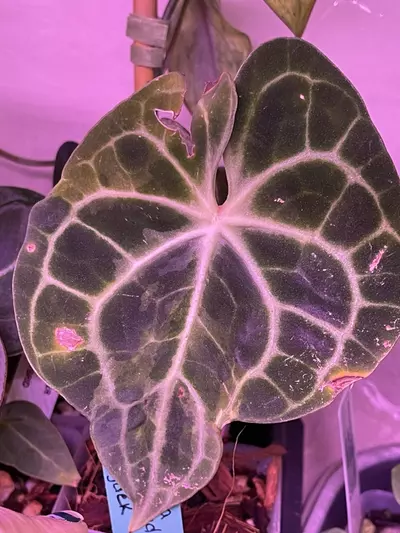 plant/Anthurium Clarinervium-4-thumbnail