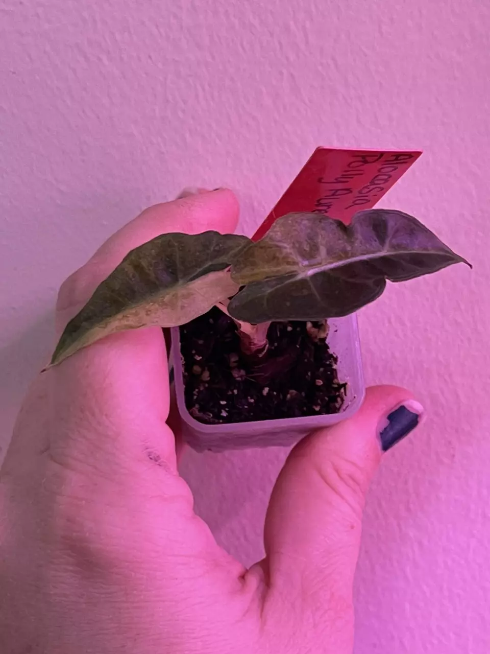 plant/Alocasia Polly Aurae-0