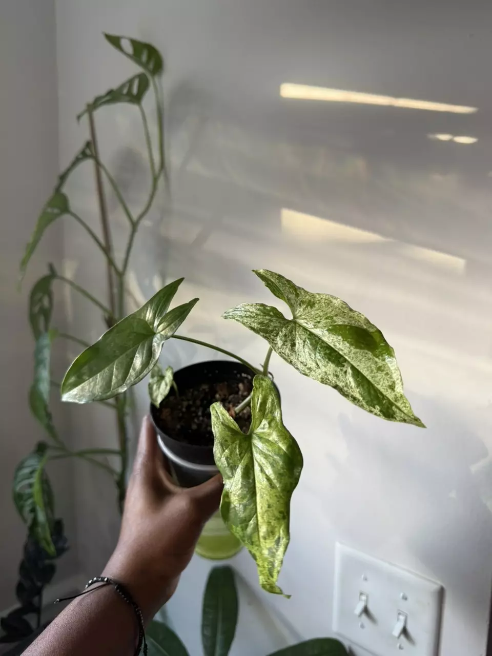 plant/Syngonium Mojito Mottled-1