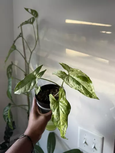 plant/Syngonium Mojito Mottled-1-thumbnail