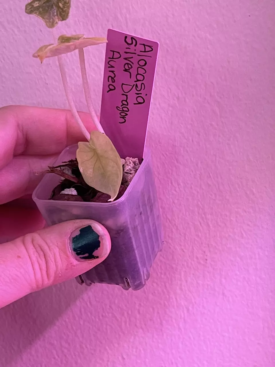 plant/Alocasia Silver Dragon Aurae-2