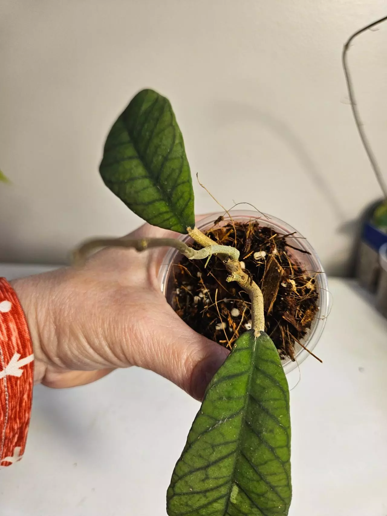 plant/Hoya sp. Sabah-0