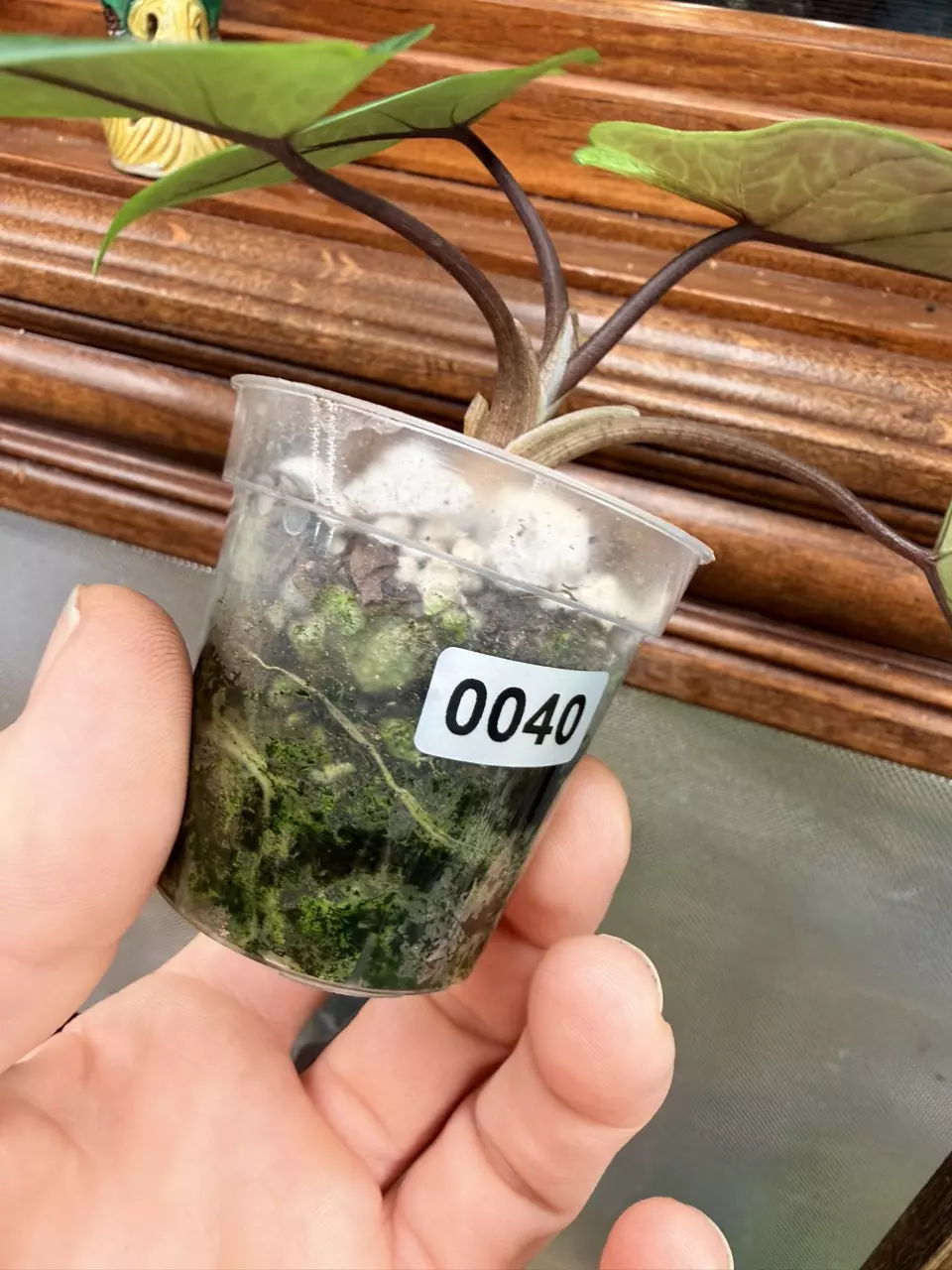 plant/Alocasia Scalprum Mint ✨-7