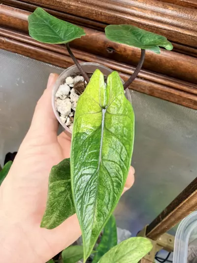 plant/Alocasia Scalprum Mint ✨-0-thumbnail