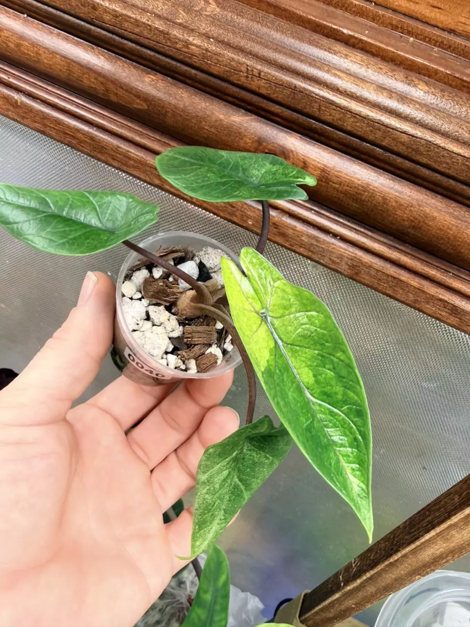 plant/Alocasia Scalprum Mint ✨-1