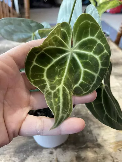 plant/Anthurium Clarinervium-5-thumbnail