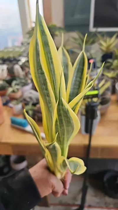 plant/Sanseveria  Yellow  Thrive-1-thumbnail