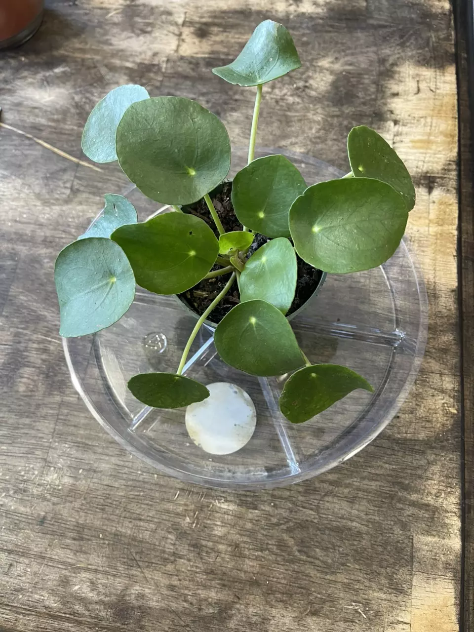 plant/Chinese Money Plant-0