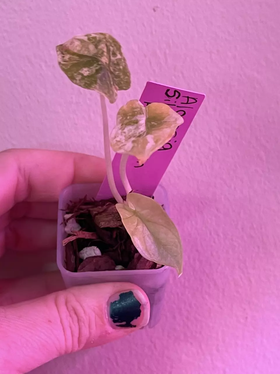 plant/Alocasia Silver Dragon Aurae-1