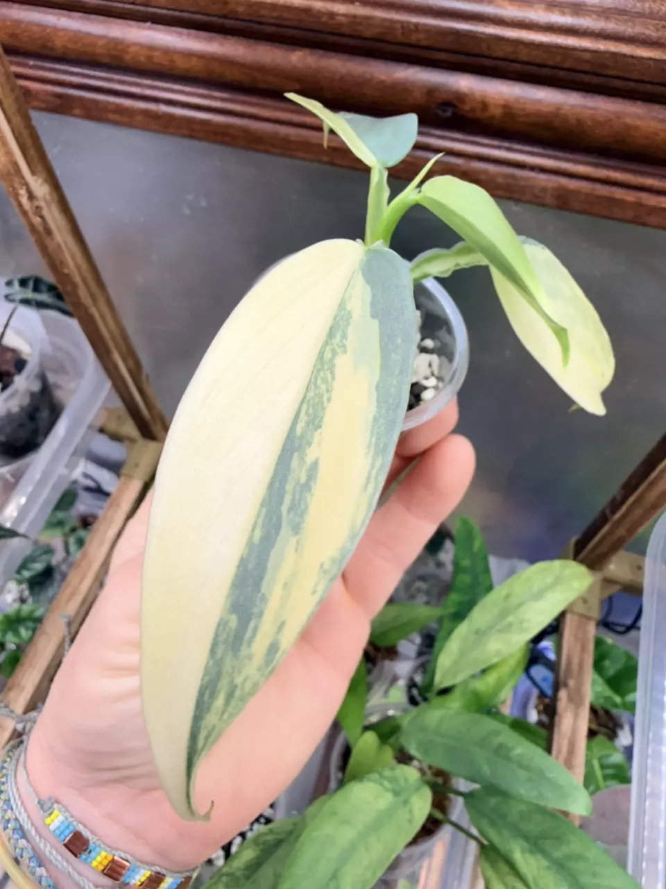 plant/Philodendron Silver sword variegated✨#0039-1