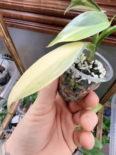 plant/Philodendron Silver sword variegated✨#0039-2-thumbnail