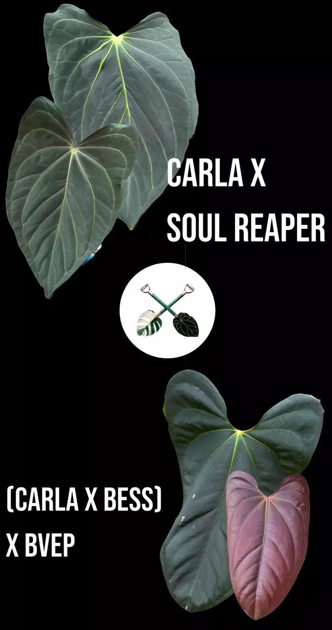 plant/(Carla x Soul Reaper) X [(Carla x Bess) x BVEP]-0