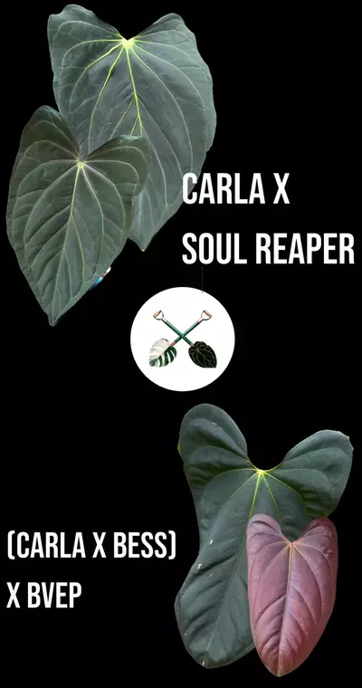 plant/(Carla x Soul Reaper) X [(Carla x Bess) x BVEP]-0-thumbnail