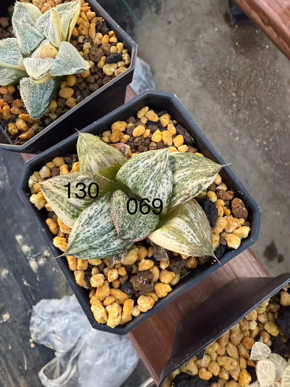 plant/001 equivalent and 069-1