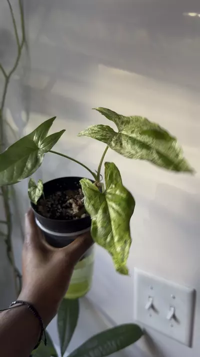 plant/Syngonium Mojito Mottled-0-thumbnail