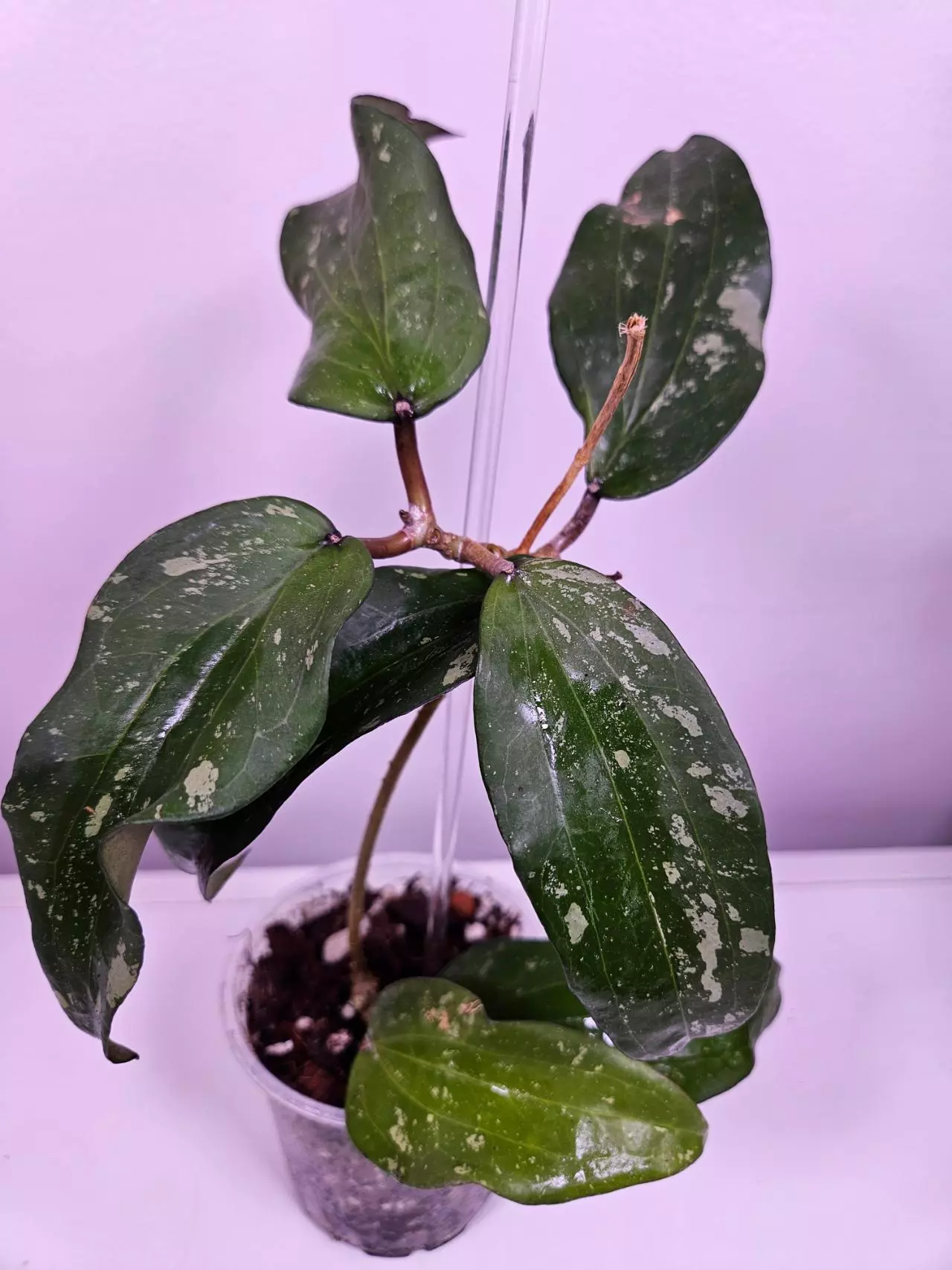 plant/Hoya Laos Splash-0