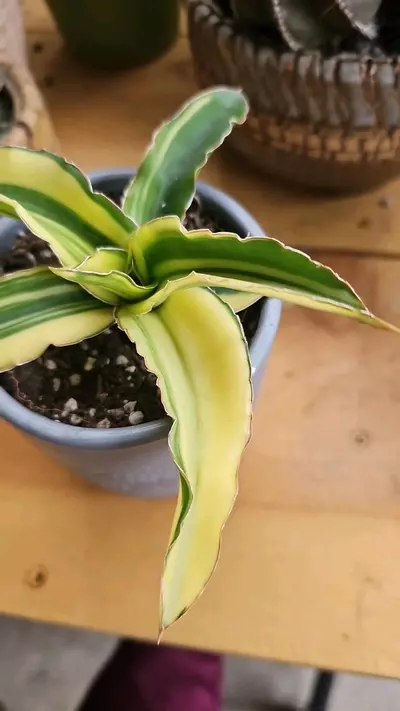 plant/Sanseveria alborescence-1-thumbnail