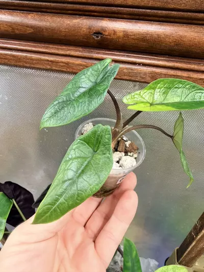 plant/Alocasia Scalprum Mint ✨-2-thumbnail