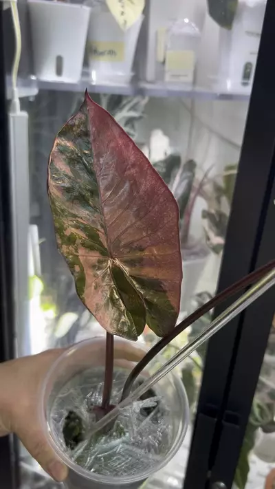 plant/Pink serendipity-2-thumbnail