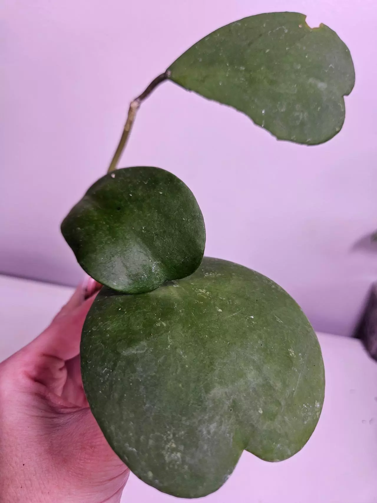 plant/OG Hoya Kerri-0