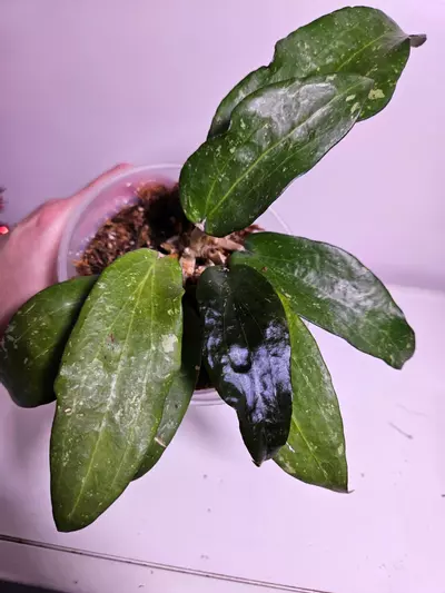 plant/Hoya Laos Splash-1-thumbnail