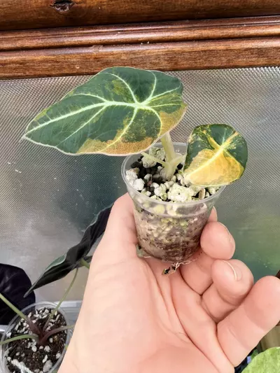 plant/Alocasia Black Velvet GOLD var✨-2-thumbnail