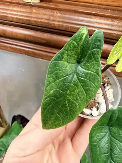plant/Alocasia Scalprum Mint ✨-4-thumbnail