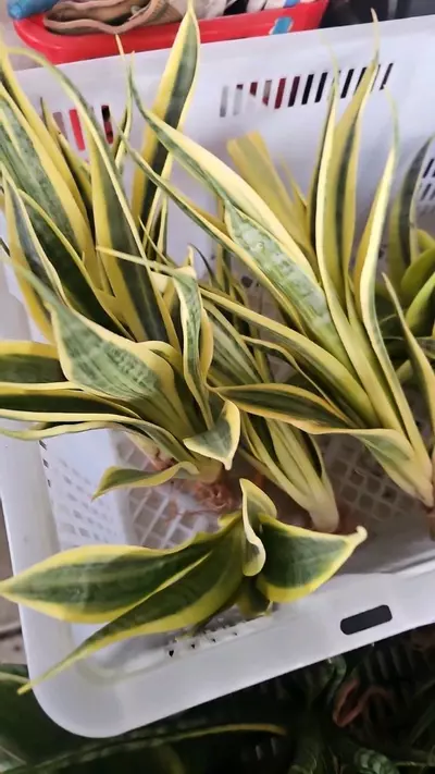 plant/Sanseveria  Yellow  Thrive-2-thumbnail