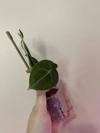 plant/Anthurium Clarinervium-3-thumbnail